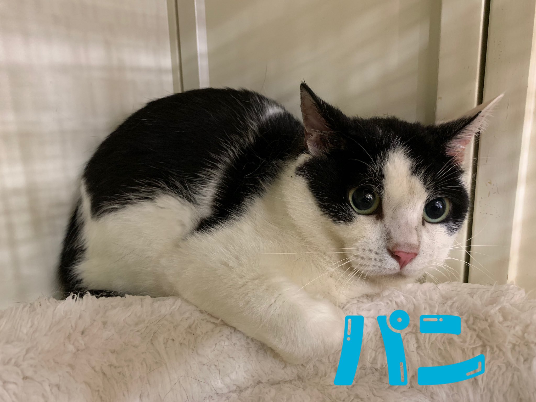 ট ইট র 関東4店 譲渡型猫カフェ にゃんくる 蒲田 本日 新猫が参りました 成猫の男の子 パンくんです フロアデビューまでお待ちくださいませ 蒲田では現在30匹の猫ちゃんが新しい家族を待っています 猫カフェ 里親募集 T Co