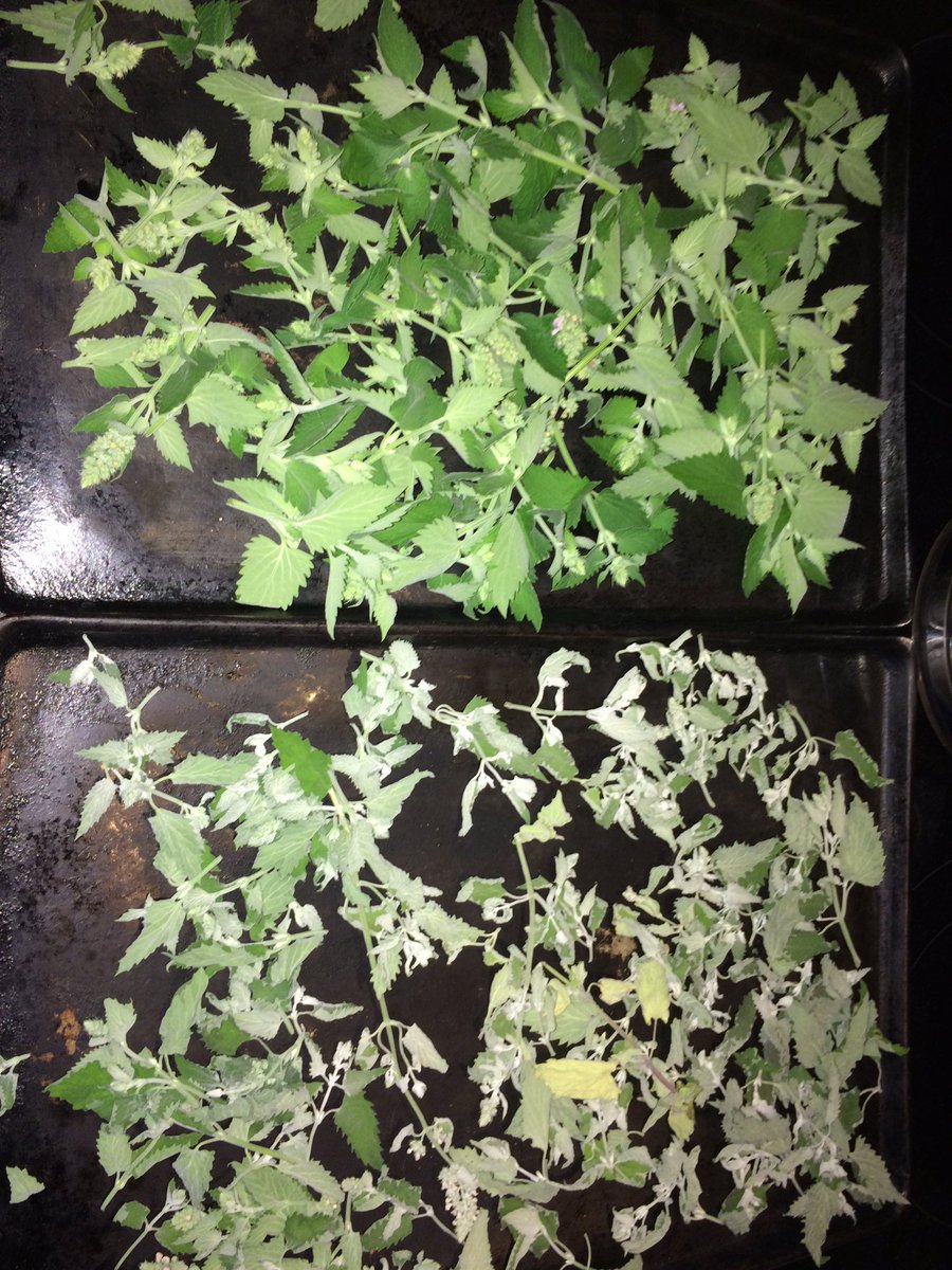 CrackForKitty's tweet image. Hand picked and air dried for perfection #CrackForKitty #Catnip