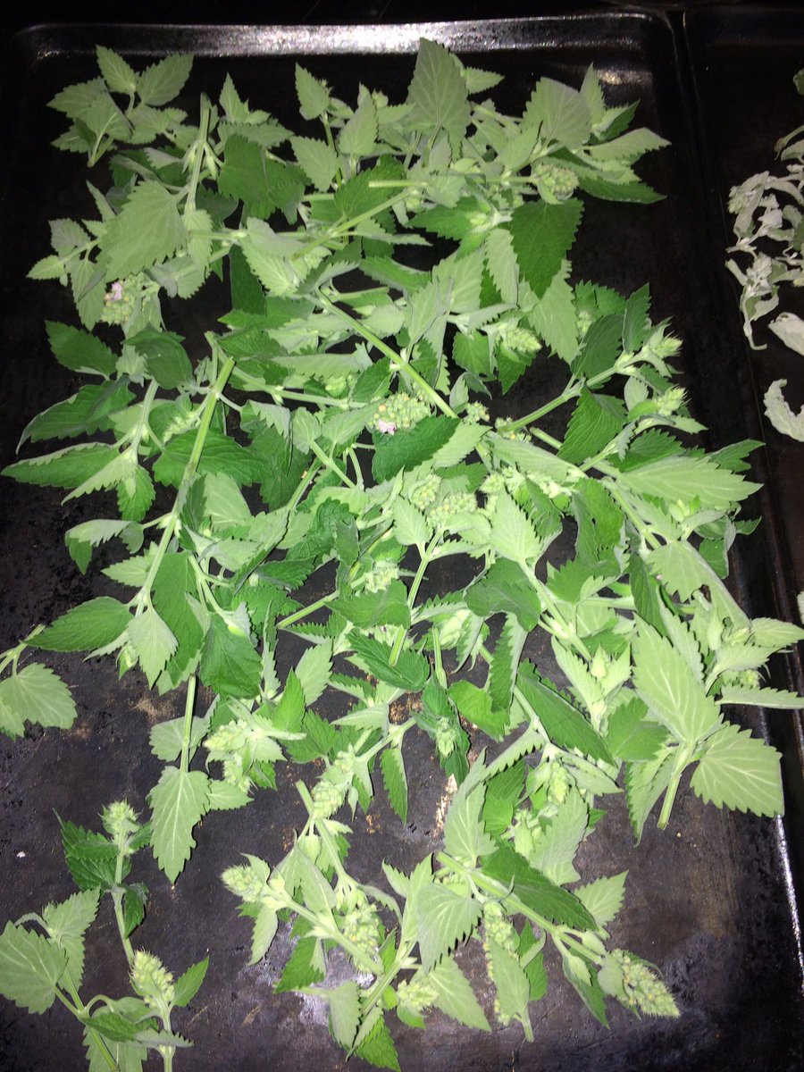 CrackForKitty's tweet image. Hand picked and air dried for perfection #CrackForKitty #Catnip