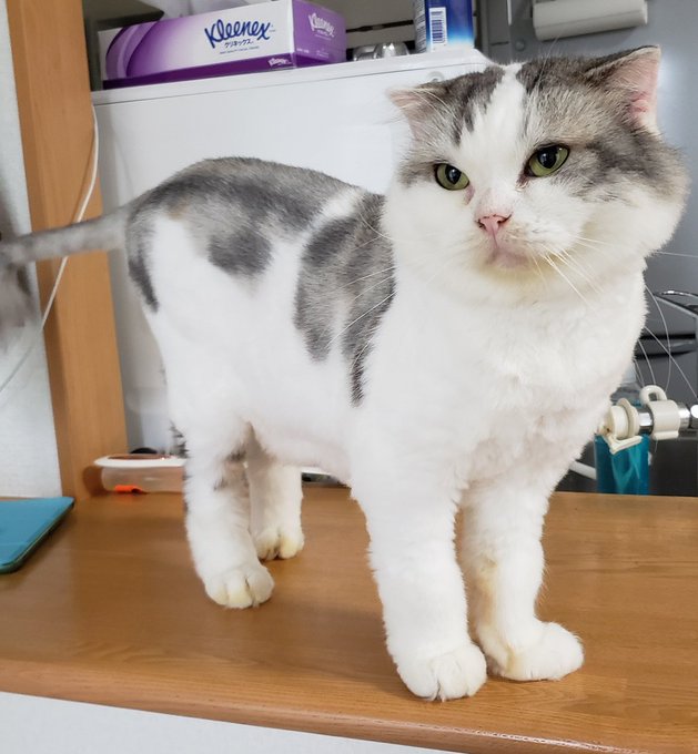 こけ助パパ S Recent Tweets 3 Whotwi Graphical Twitter Analysis こけ助パパ S Recent Tweets 3 Whotwi Graphical Twitter Analysis