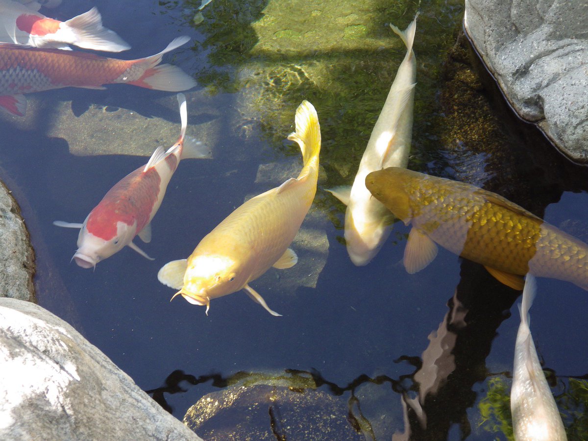 pureflowfilter2's tweet photo. Mein #Fischteich war ständig verdreckt. Mit #PureFlow hab ich es geschafft, dass das Wasser wieder klar ist und ich sogar bis zum Grund und alle meine Fische sehen kann. Endlich ein #Teichfilter, der absolut schnell und einfach zu wechseln ist und richtig gut filtert! Mario S. https://t.co/MPH4u1758L