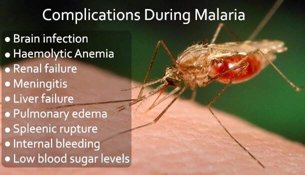 thefitglobal's tweet photo. Complications During Malaria
Read More: https://t.co/yVLJR5rTyI
#malaria #complications #hometips #healthcare #thefitglobal https://t.co/sHwwZLQJDY