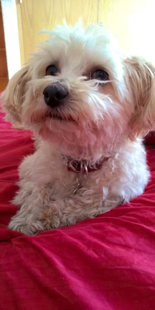 tintaguinda's tweet photo. @amerikapa #MiTaro #Ella rescatada hace 3 años en una tarde de tormenta #LaReina 😍🐶❤️ https://t.co/fDIZiCSS7o
