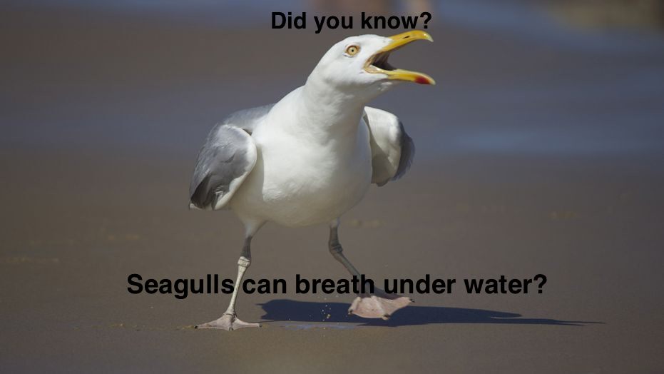 365Animal's tweet photo. Fun Animal Fact #7
#Seagull #funfact #animals #truth https://t.co/KTZls2xTR7