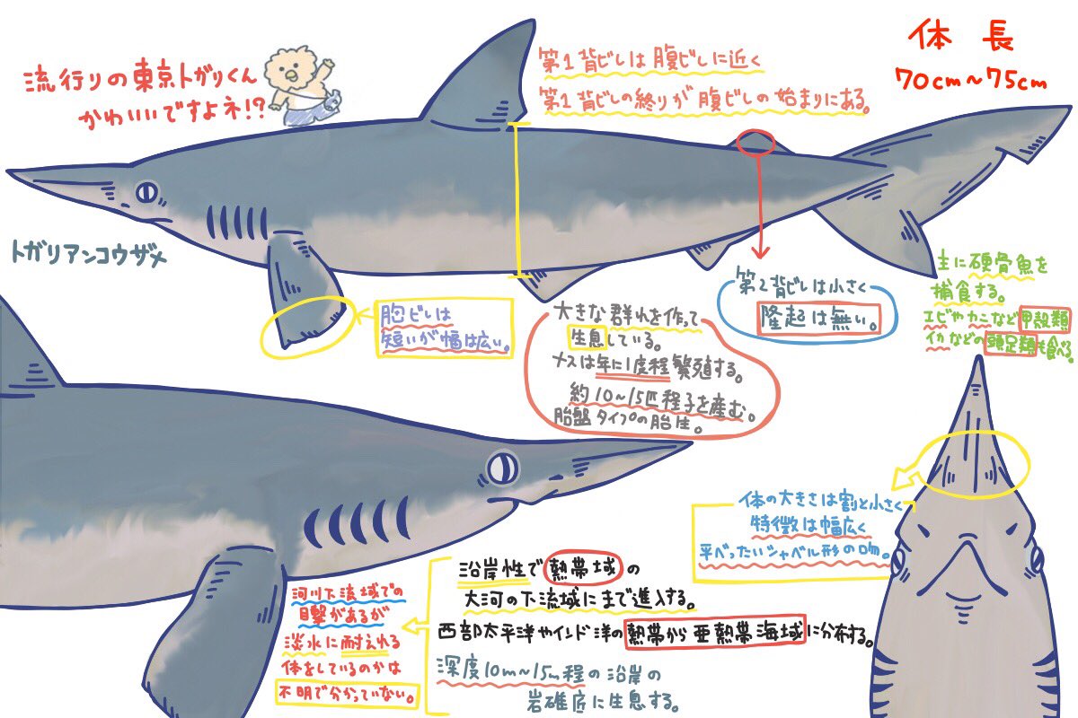 トガリアンコウザメ