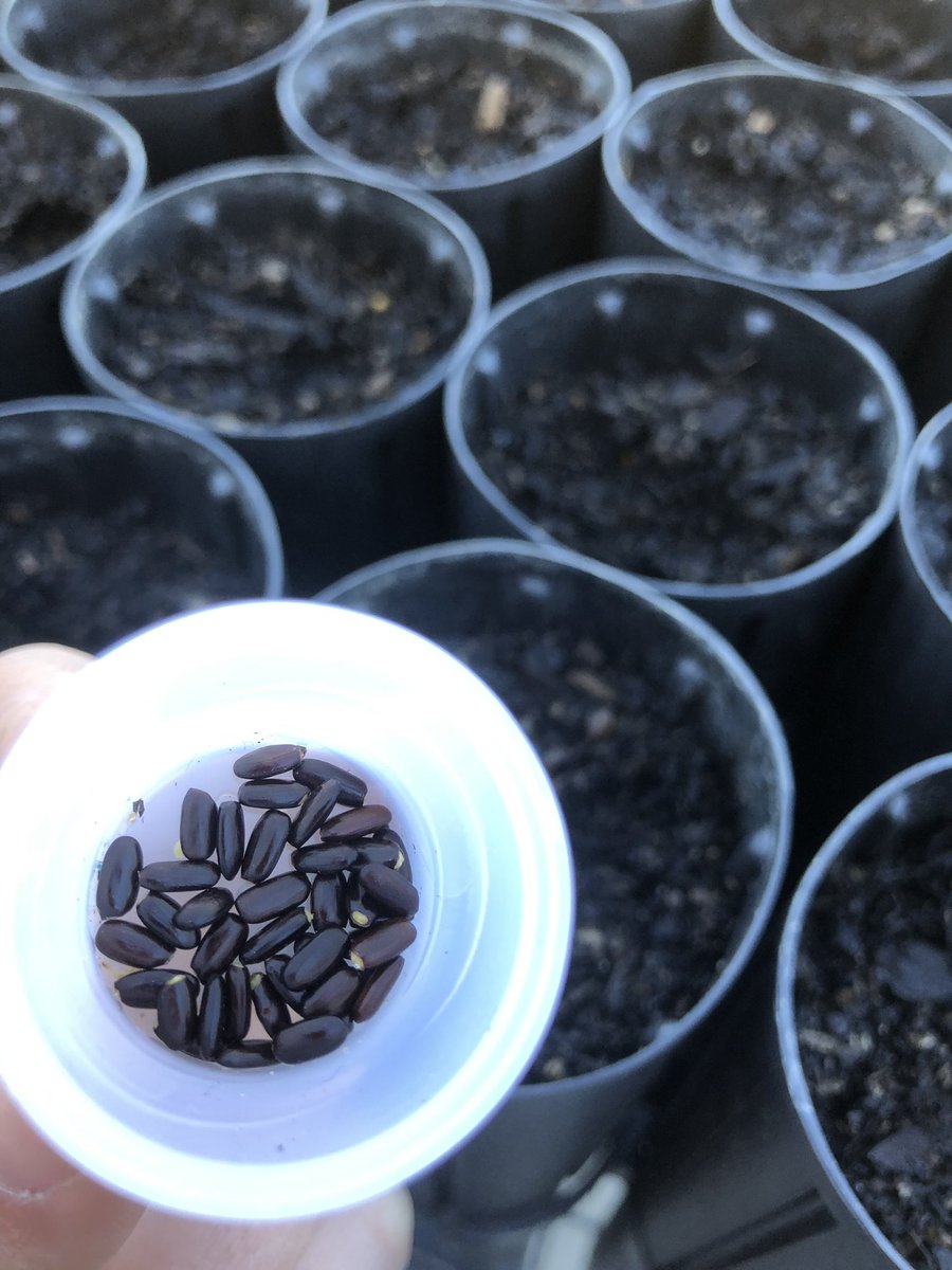 Katie Rolls tweet media