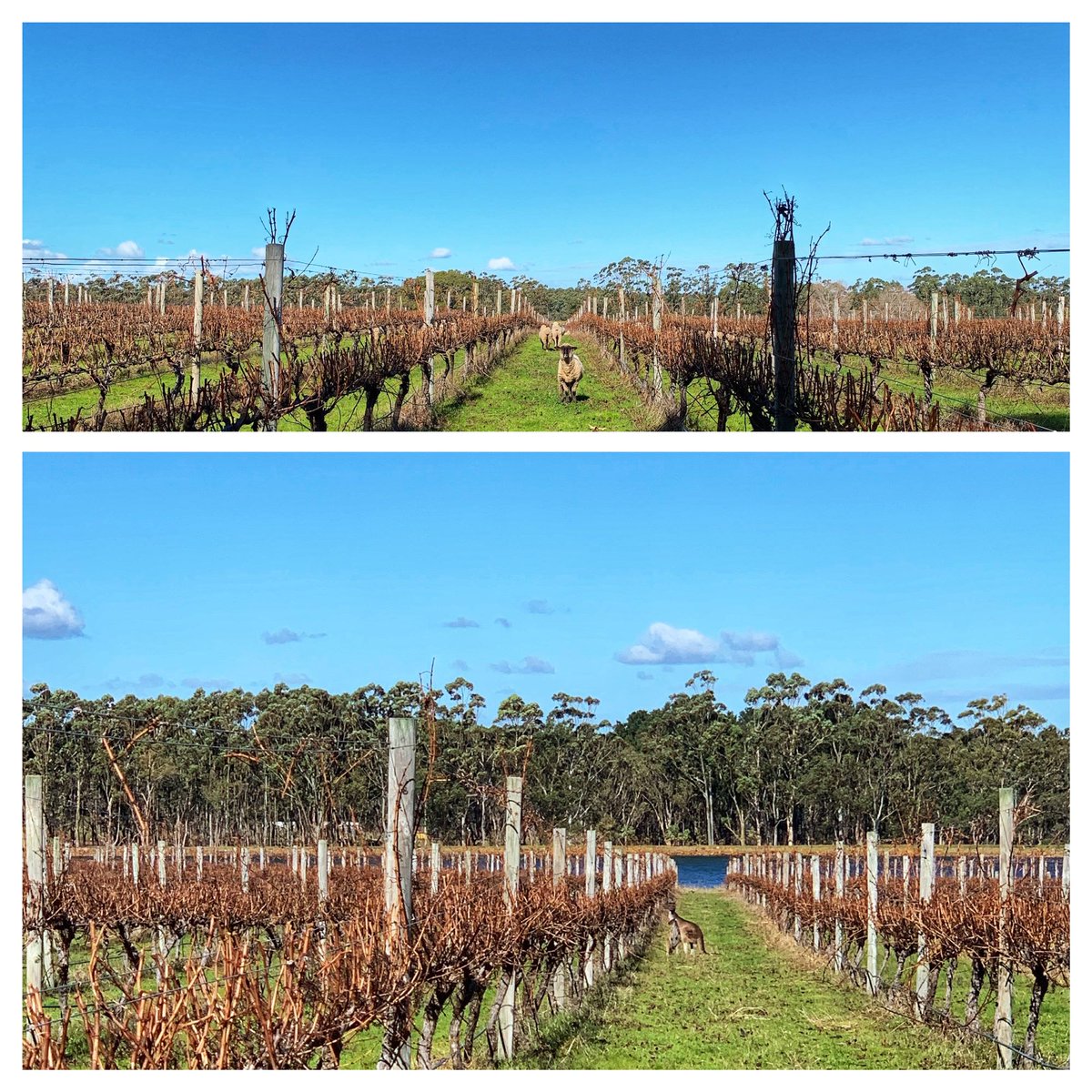 Our Margaret River Vineyard looking rather bare after pruning! 😲 However, some furry friends 🐑 are happy as they catch some rays ☀️ in between showers 🌦️
#byronandharold #margaretriver #vineyard #pruning #pruningseason #winter #wintervines #dormantvines