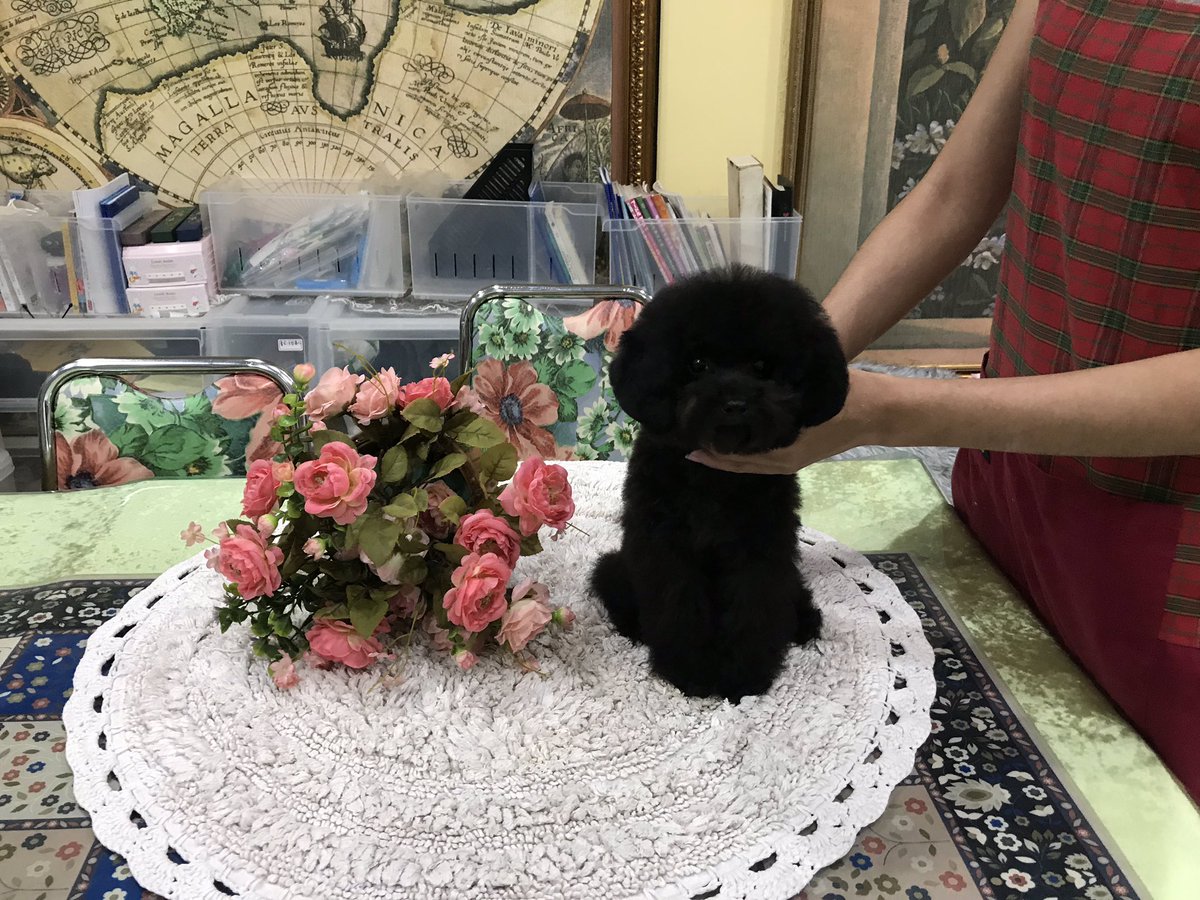 MummyTeddy's tweet photo. Can you see my face? hahaha Black poodle charming! Black power! #youlong #pooodle #teacup #puppy #black #forsale #pocket #toypoodle #K9 #canine https://t.co/WfDZ9Cz20P