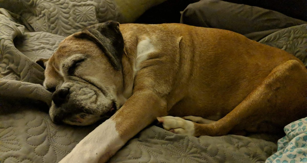 leecantu's tweet photo. @united Thank you so much for adding one more to flight 6120!! You made this puppy happy her Dad is sleeping tonight! You guys rock https://t.co/1zYyiqliXh
