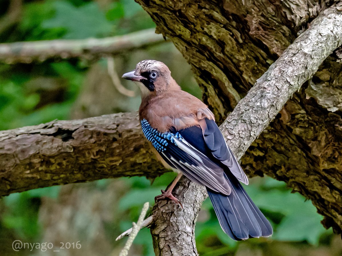 Nyago V Twitter こんにちは カケス 幼鳥 Eurasianjay Jay 鳥 野鳥 Bird Nyago V Twitter こんにちは カケス 幼鳥 Eurasianjay Jay 鳥 野鳥 Bird