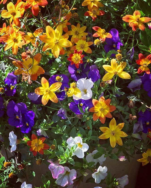 SnowdropWY's tweet photo. It’s the most colorful time of the year 😍🌺🌻🌿⁣

#snowdropgardens #planters #wyominggarden #eventflowers #colorfulplanters #organicgardening #calibrachoa #pansies #bidens #orangeandpurple #zone4gardening #flowerdesign #colorfulflowers #summeri… https://t.co/OZydTchaIc https://t.co/ANGrwh2Xgv