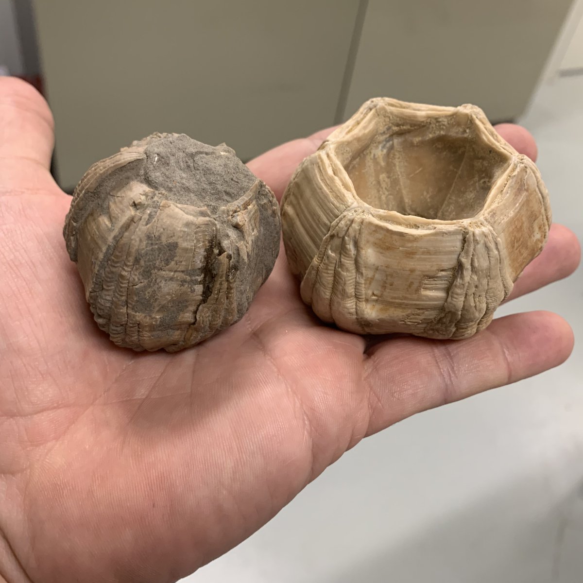 MV Palaeontology tweet media