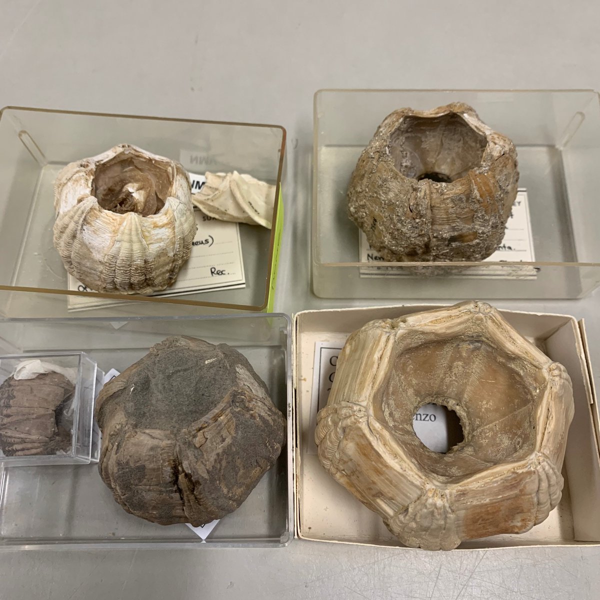 MV Palaeontology tweet media