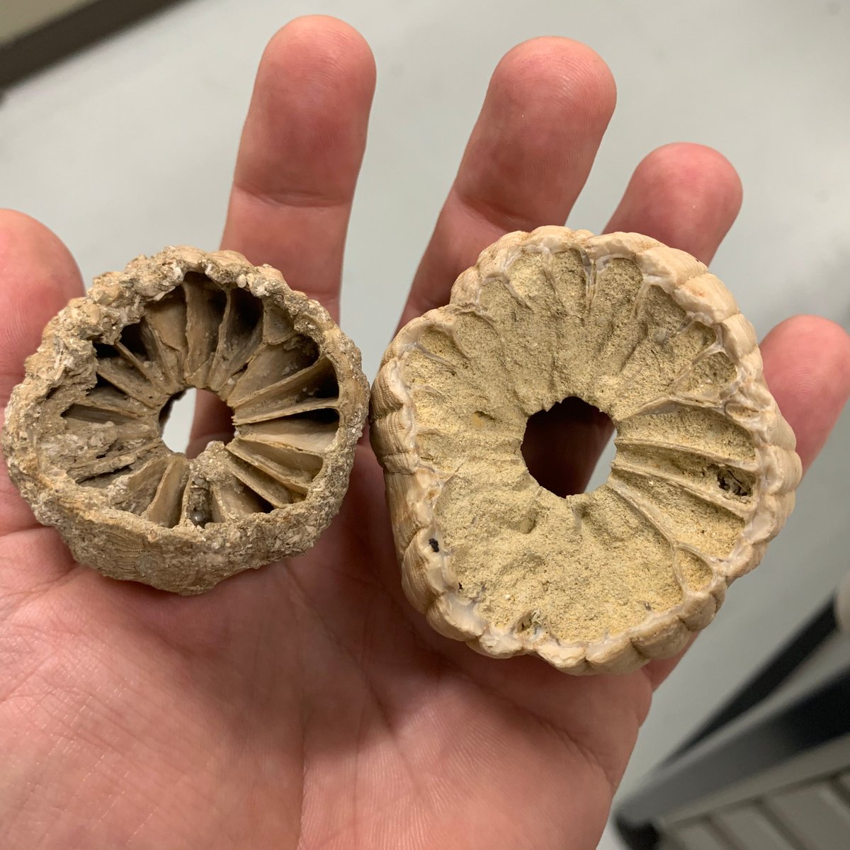 MV Palaeontology tweet media