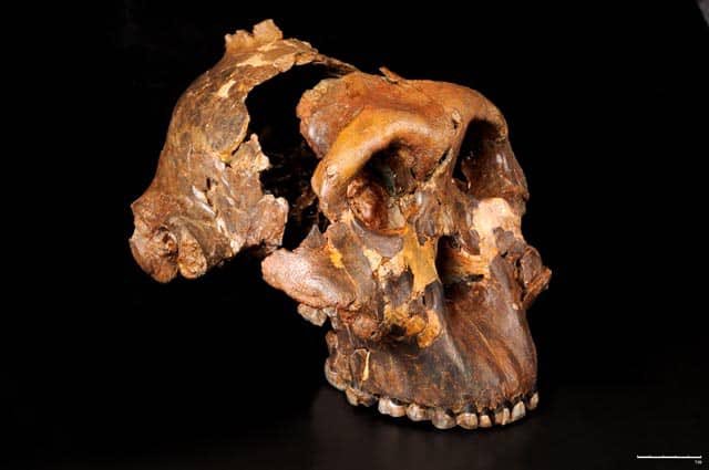 HKigwangalla's tweet photo. Zinjanthropus boisei, pia ‘nutcracker man’ aligunduliwa na Dr. Mary Leakey mwaka 1959. Julai 17. Tunasherehekea kumbukizi ya miaka 60 ya ugunduzi wake hapa Olduvai gorge, Ngorongoro. Yupo kwenye genus Paranthropus ambao waliishi kipindi cha Pleistocene. #TanzaniaUnforgettable #Hk https://t.co/fTmvYgIfBw