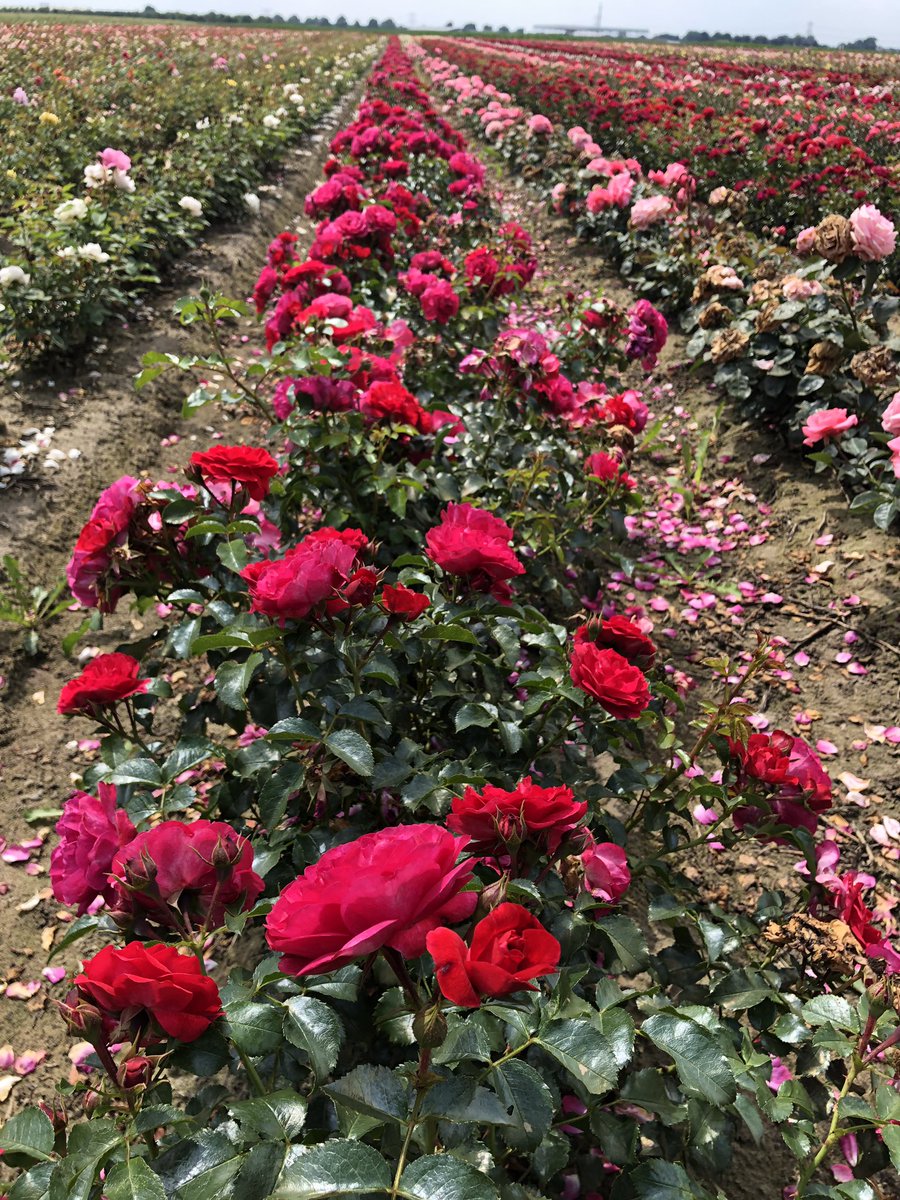 Stefan_Even's tweet photo. Prachtig kleurenpalet 2-jarige rozen! Deze rozen zijn uitsluitend met @PHC_PlantHealth producten #OPF #Fulvic25 #Colortect # behandeld tegen schimmels. Een chemische correctie met fungiciden is nog niet nodig geweest. #weerbaartelen #plantgezondheid https://t.co/SDf4rspSKt