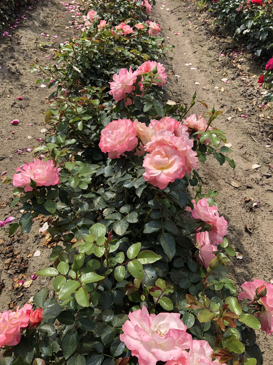Stefan_Even's tweet photo. Prachtig kleurenpalet 2-jarige rozen! Deze rozen zijn uitsluitend met @PHC_PlantHealth producten #OPF #Fulvic25 #Colortect # behandeld tegen schimmels. Een chemische correctie met fungiciden is nog niet nodig geweest. #weerbaartelen #plantgezondheid https://t.co/SDf4rspSKt
