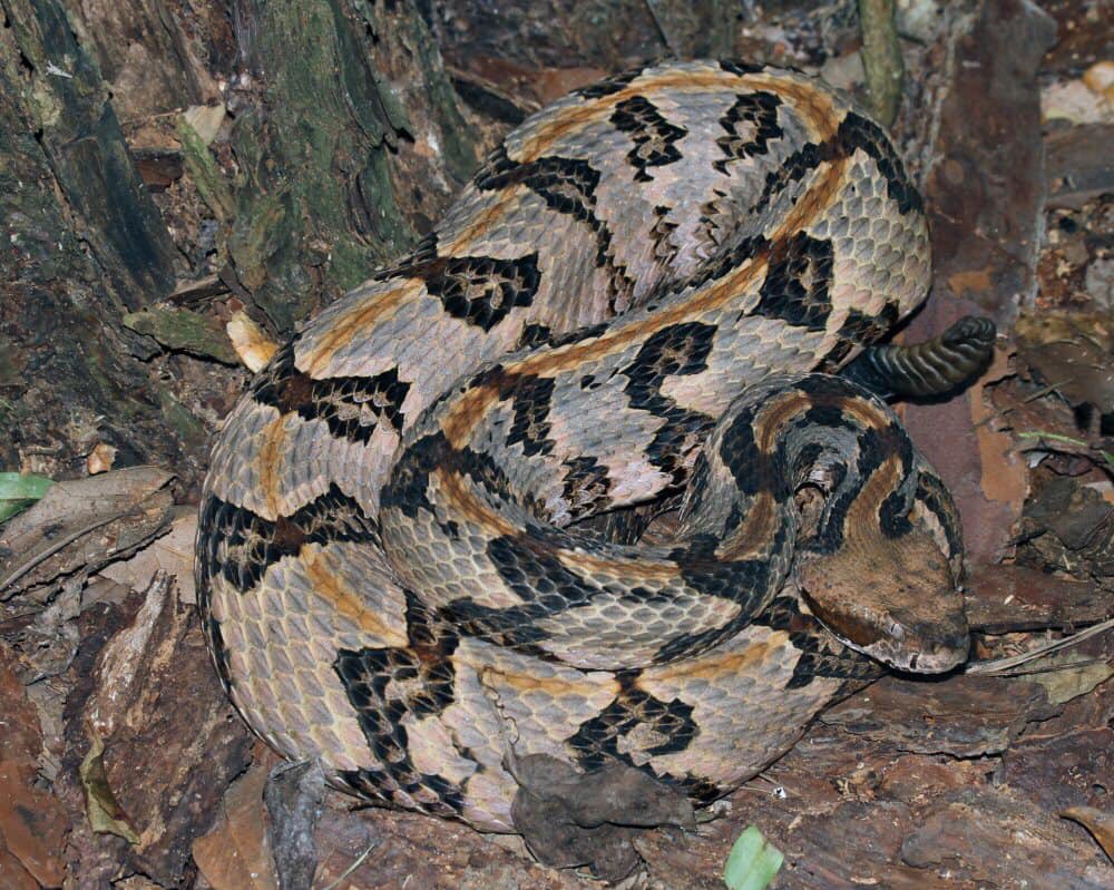 SnakeSnap's tweet photo. DID YOU KNOW??
That Timber/Canebrake Rattlesnakes help in the fight against LYME disease?  One snake on average is responsible for eliminating roughly 400 thousand ticks in its lifetime. Yes 400 thousand! Our App will continue to educate in different ways! #LymeDisease https://t.co/8t14ItCm0J