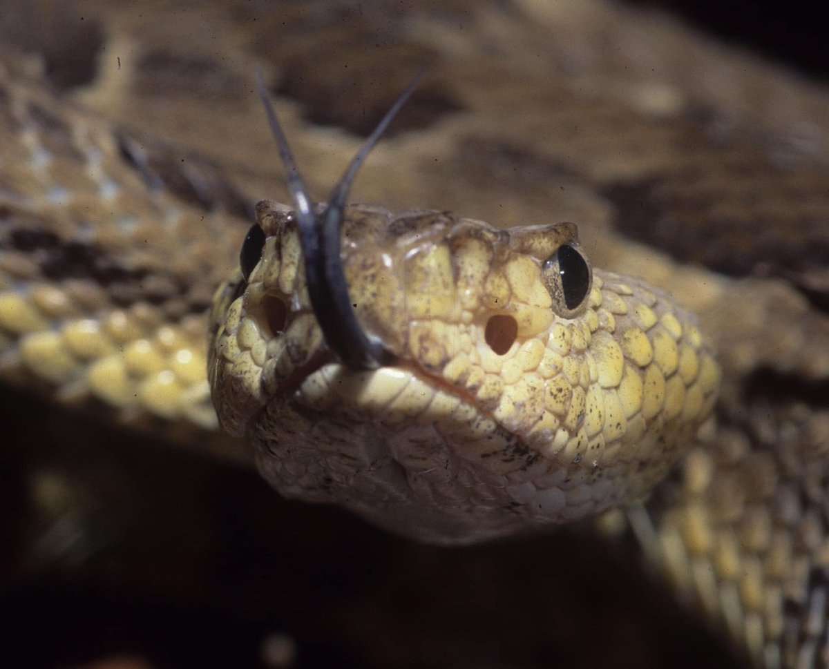 SnakeSnap's tweet photo. DID YOU KNOW??
That Timber/Canebrake Rattlesnakes help in the fight against LYME disease?  One snake on average is responsible for eliminating roughly 400 thousand ticks in its lifetime. Yes 400 thousand! Our App will continue to educate in different ways! #LymeDisease https://t.co/8t14ItCm0J