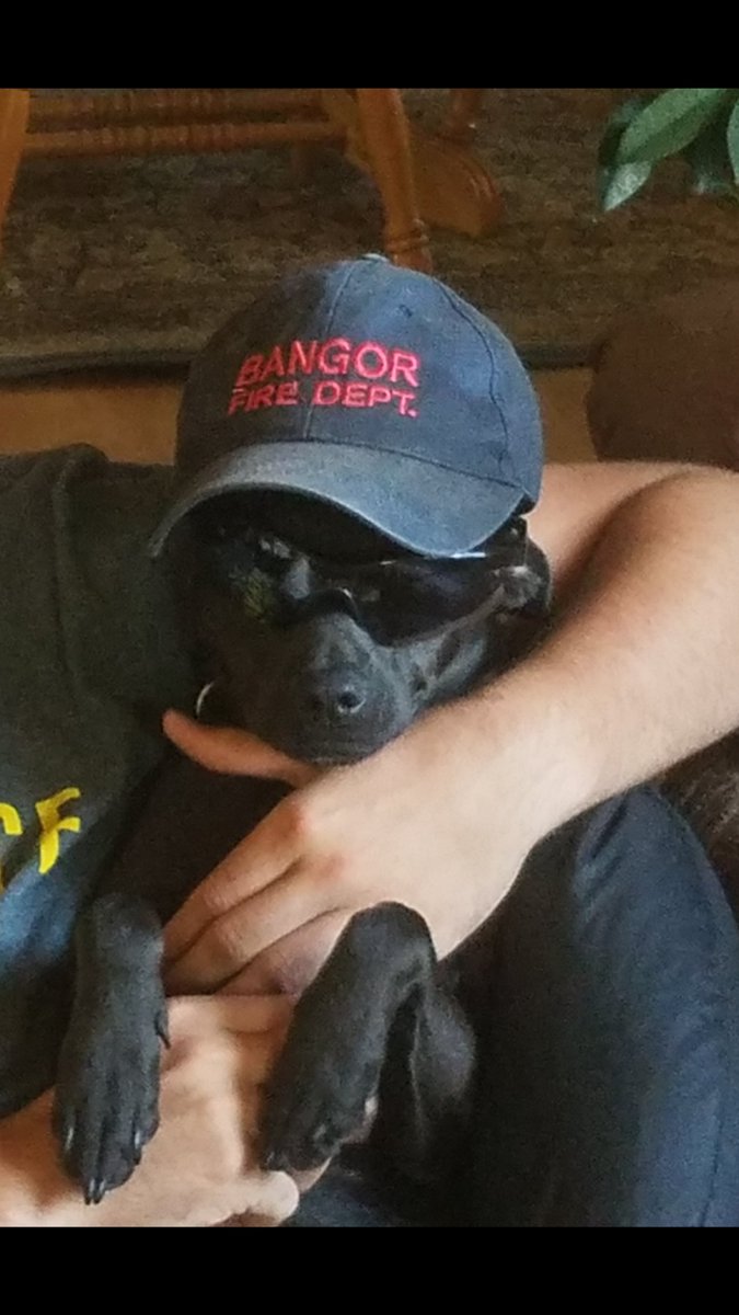 annironman's tweet image. #tocool #Santiago #BangorFireDepartment #Sato #CutenessOverload