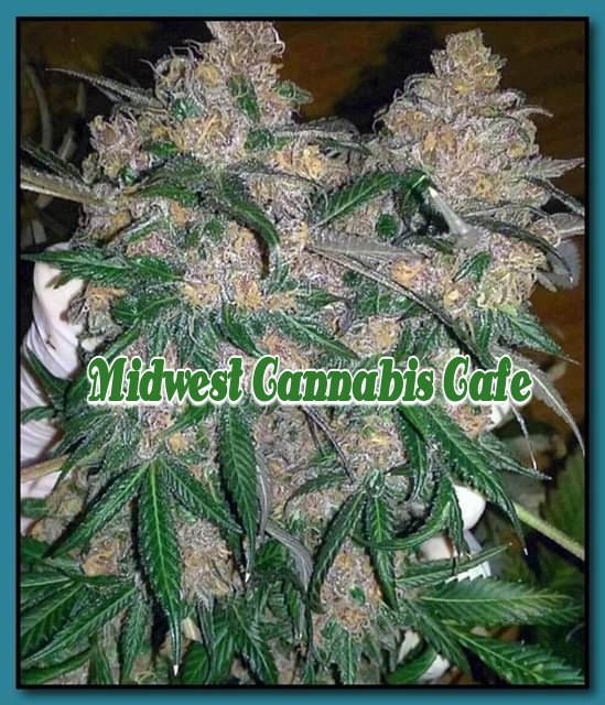 mdwcannabiscafe's tweet photo. https://t.co/A2hCPkNevx