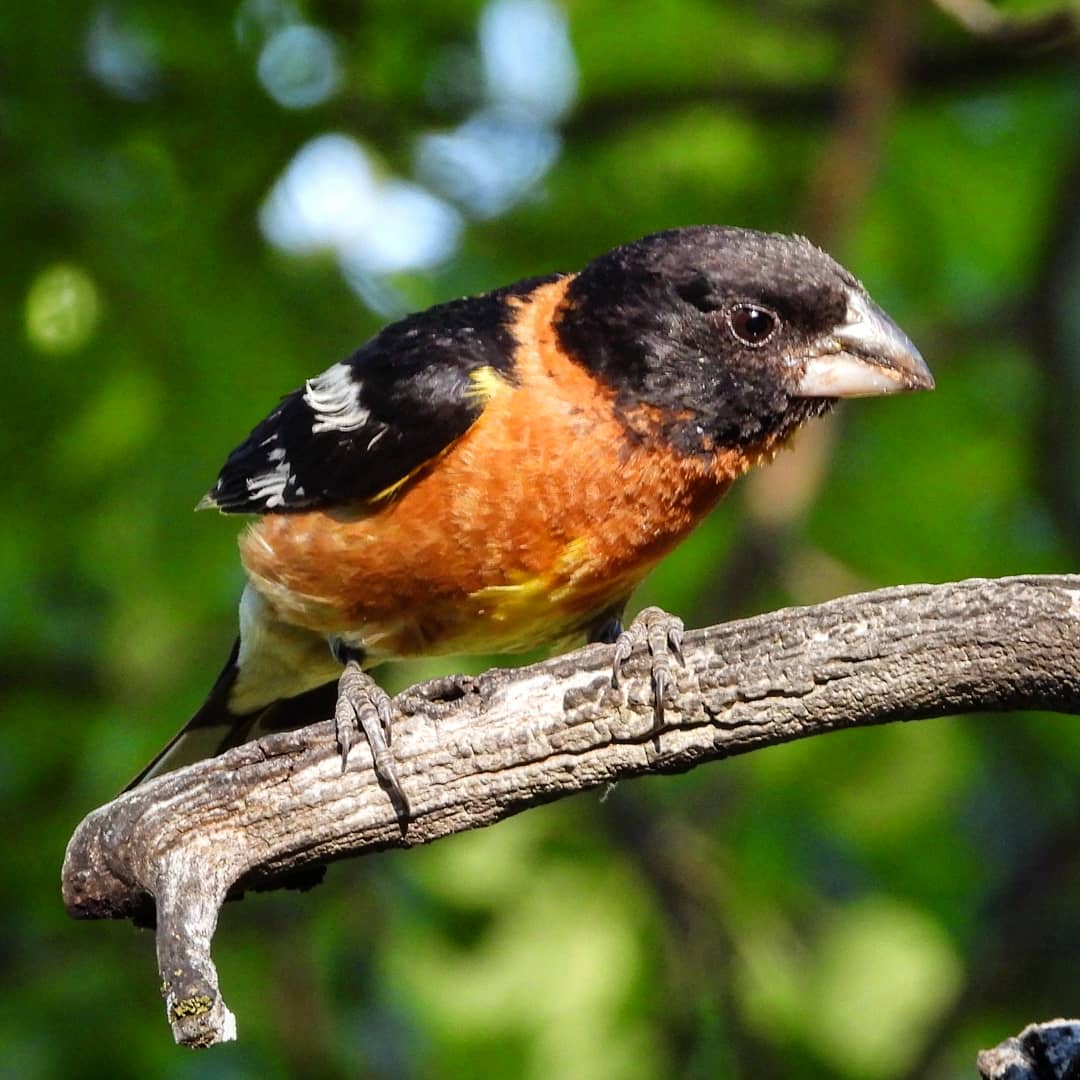 A little more practicing with my new <a href="/NikonUSA/">NikonUSA</a> P1000 tonight.  #backyardbirds #blackheadedgrosbeak #nikon #p1000 #utahwildlife