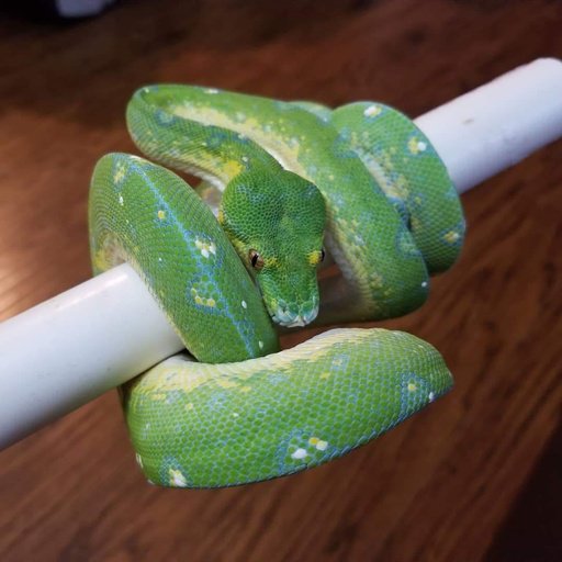 Green Tree Python Morphs