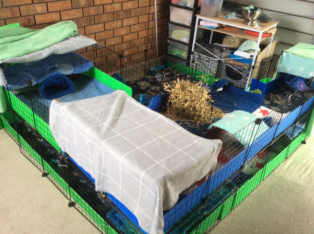 Neish39's tweet photo. The boys checking out their nice clean cage ๐ making sure I havenโt forgotten to put the food back ๐
#guineapigsaustralia #guineapig #guineapigs #guineapigcage #guineapigcages #cccage #cleancage #guineapigparent https://t.co/eQ5bSXNKrZ