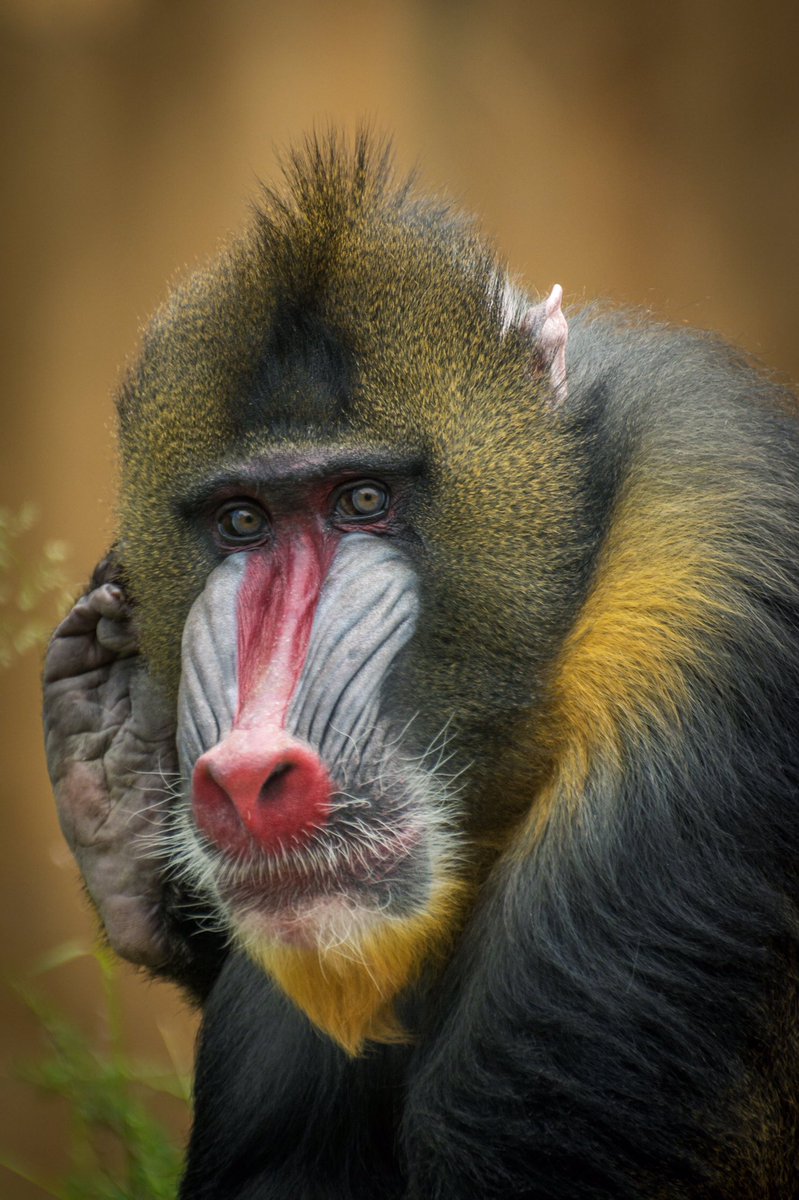 Raffymagallanes's tweet photo. Rafiki #TheLionKing #rafiki #calgaryzoo #yyc @calgaryzoo https://t.co/2JQYz3XKgo