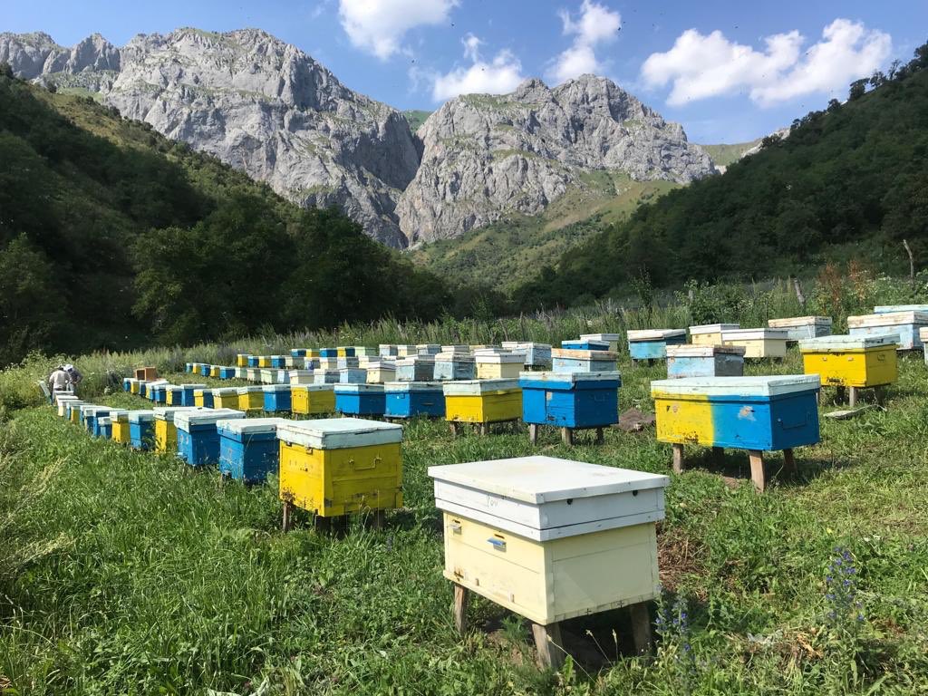 Пчелы алтайский купить. Горная пасека Адыгея. Пасека Алтайский край Белокуриха. Пасека 13 Чемал. Высокогорный мед горный Алтай.