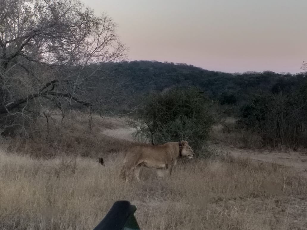 Good morning from Biyela lodge! What a great way to start the day with seeing a pride heading up from the river bed. 📷 guide: Vuyani.
#lioness #umfolozi #gamedrive #doKZN #mantiscollection #zululand