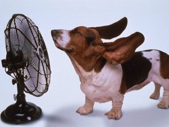 Monokeros4's tweet photo. Malgré la canicule annoncée, nous nous installons sous notre ventilateur afin d’honorer toutes nos commandes et préparer de nouvelles créations, tel est notre #MondayMotivaton ! #madeinFrance 🇫🇷 #handmade #cheval🐴 https://t.co/IGKABKZIZv