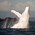 生きる神秘!アルビノのクジラが美しすぎる