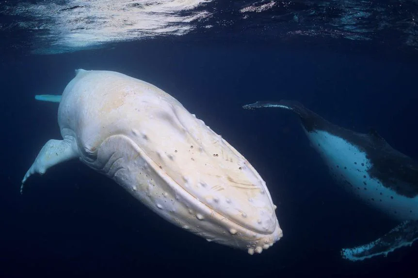 生きる神秘！アルビノのクジラが美しすぎる