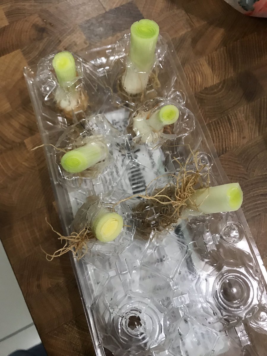adamapotek's tweet photo. I saw this on pinterest tot i try ir #growingleeks https://t.co/jBudqtmKUb