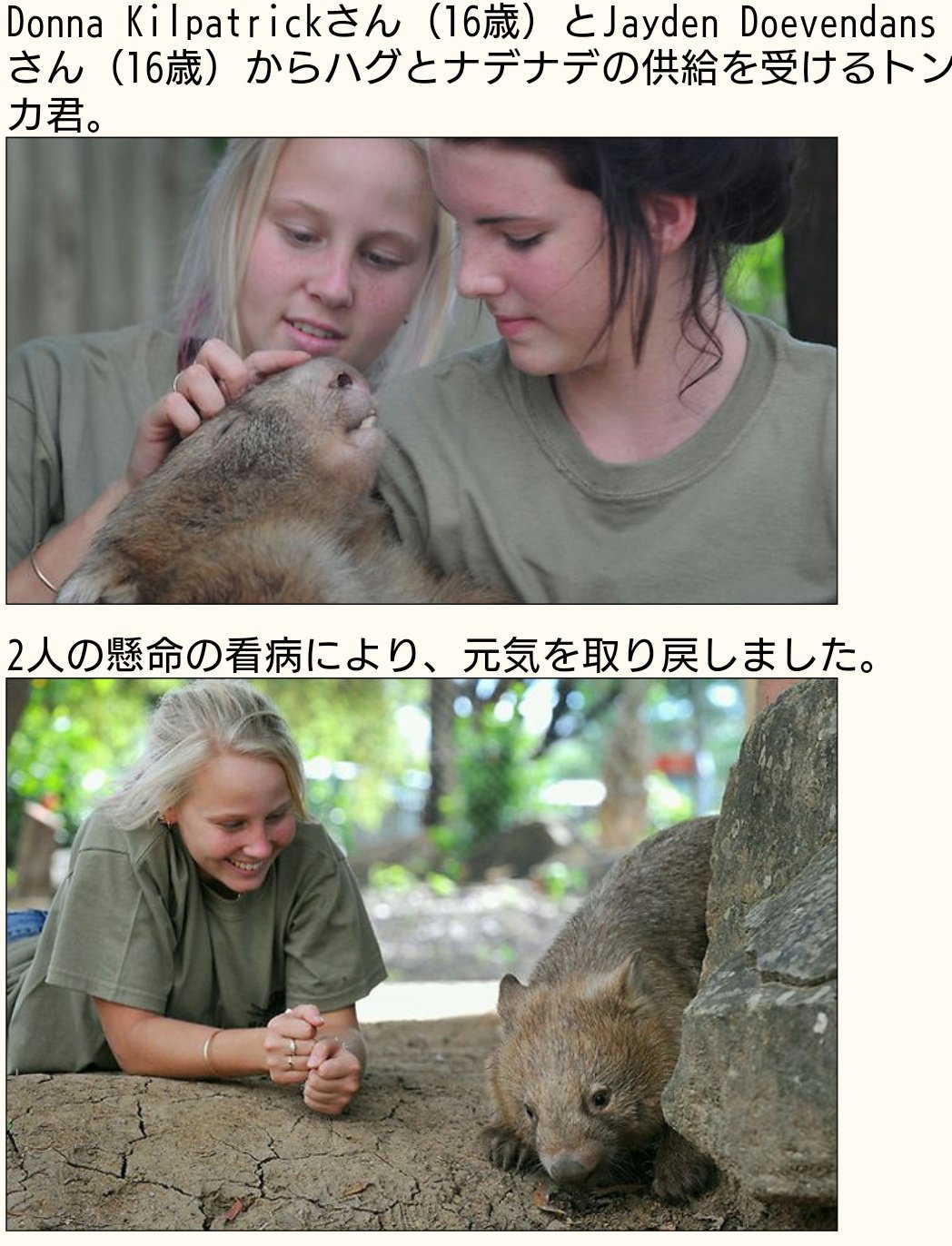 O Xrhsths 𝐌𝐈𝐍𝐀𝐌𝐈 Sto Twitter なでなで不足でうつ病になったウォンバットの治療風景がかあいい O Xrhsths 𝐌𝐈𝐍𝐀𝐌𝐈 Sto Twitter なでなで不足でうつ病になったウォンバットの治療風景がかあいい