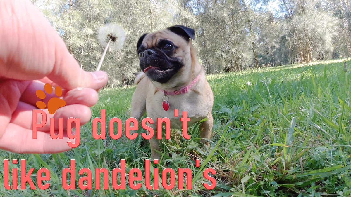 little_coco_pug's tweet photo. little coco pug doesn’t like dandelion’s
video link= https://t.co/IAxtBnx1mw

#animals #pugs #pugvideo #cutepugs #dogs #puglover #puglife  #Puglia #dogsofinstagram #dogsoftwitter #doglovers https://t.co/CVJw9Az4Ij