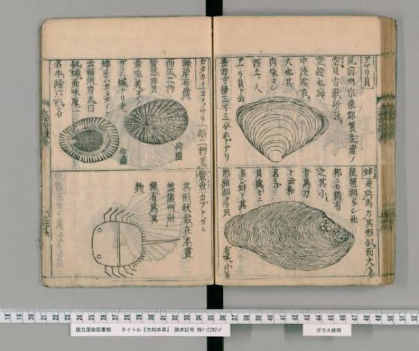 江戸時代に書かれたシュモクザメの絵がかわいい 江戸のゆるキャラ史料が続々提供される ポケモン 今と変わらないセンス Togetter
