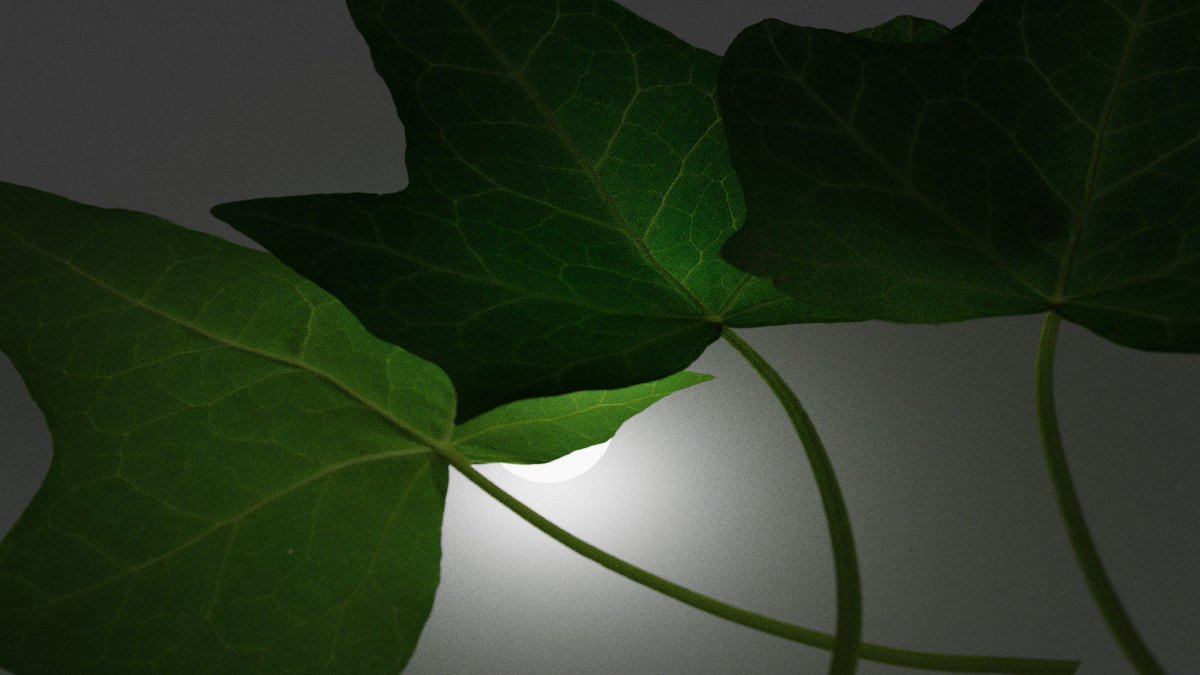 Cgslab Llc Sur Twitter Wip 葉っぱのテクスチャスキャンのr Dを行っています Blender Cycles Filmicのビューlutのみで加工なし 板ポリにtwo Sideマテリアル設定 Albedo Roughness Normal Specular Translucent d Cycles Texturescan T Co Xubjr8awf4