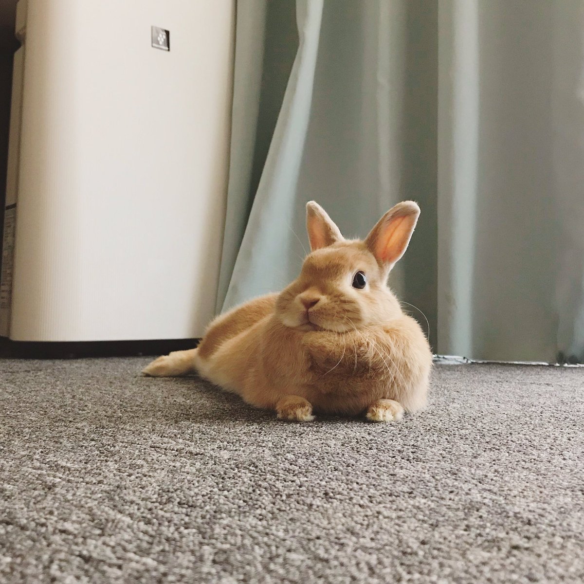 はるくん 北の打ち師達 V Twitter まてこれはかわいすぎるうさぎだ