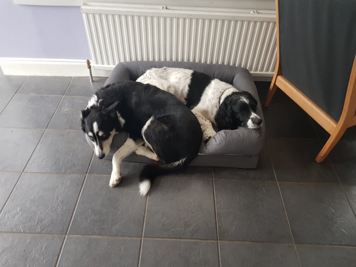 MurphyNO2's tweet photo. That moment when you just want to stick an elbow in his ribs 🤣🐕😡😡😡 https://t.co/Bxjbz6oqBI