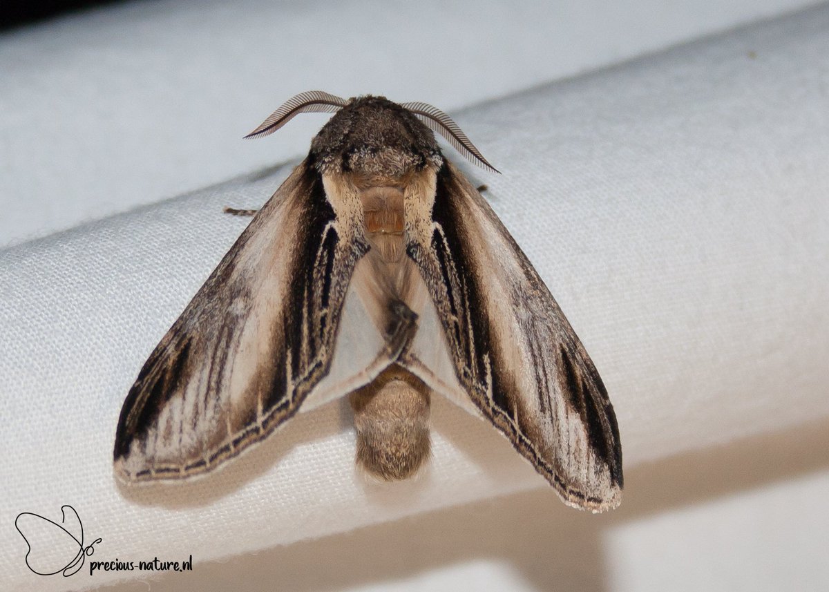 DurkSchakel's tweet photo. Tijdens het #nachtvlinderen vannacht een mooie nieuwe soort voor mijn lijst (#341), de #brandvlerkvlinder #SwallowProminent #Notodontidae #tandvlinders #NaturePhotography #canon1000D #moths https://t.co/KkkdaP1Pgh
