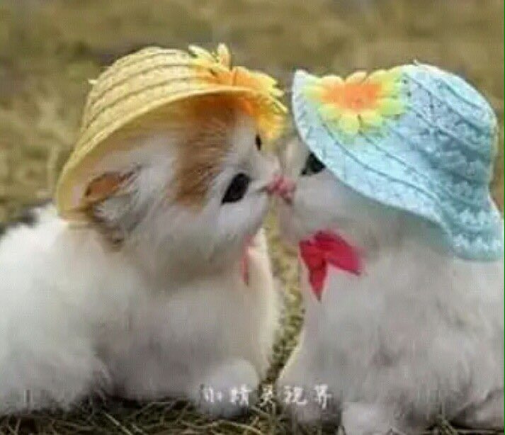 "Love is the only game where two can play and both win." ~ 🙊🙊🙊