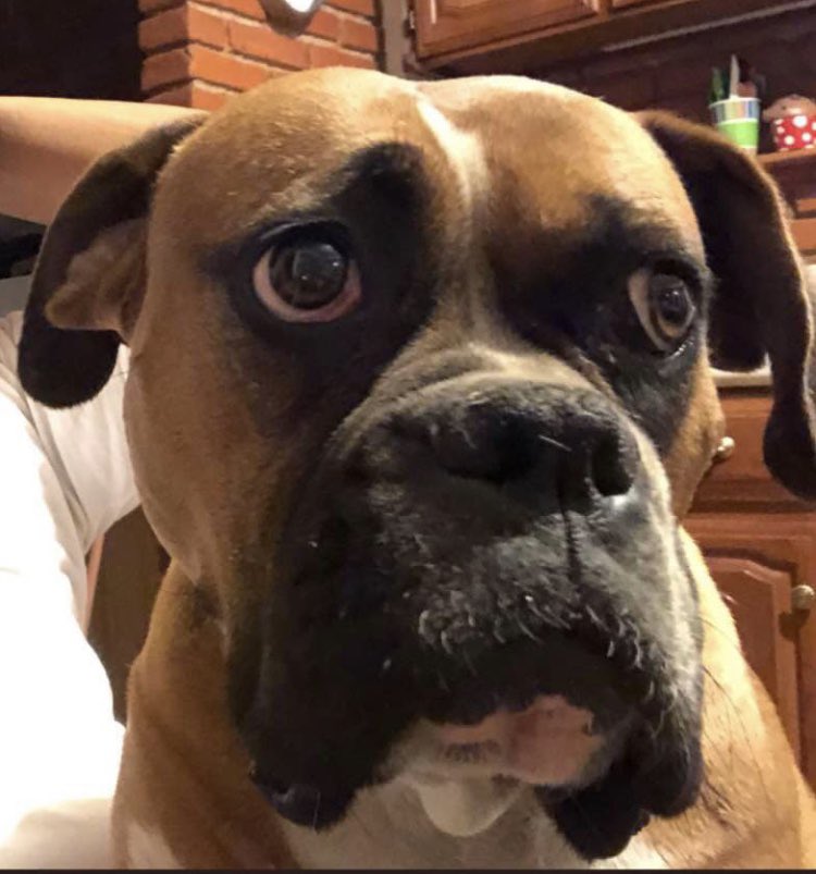 fede0321's tweet photo. Por favor apoyen dia de perro sin perro se perdio nuestra perrita tlahuac , no aparece niños tristes ! Anexi foto de nuestra perrita : “bala “   Gracias https://t.co/GRituzkmlV