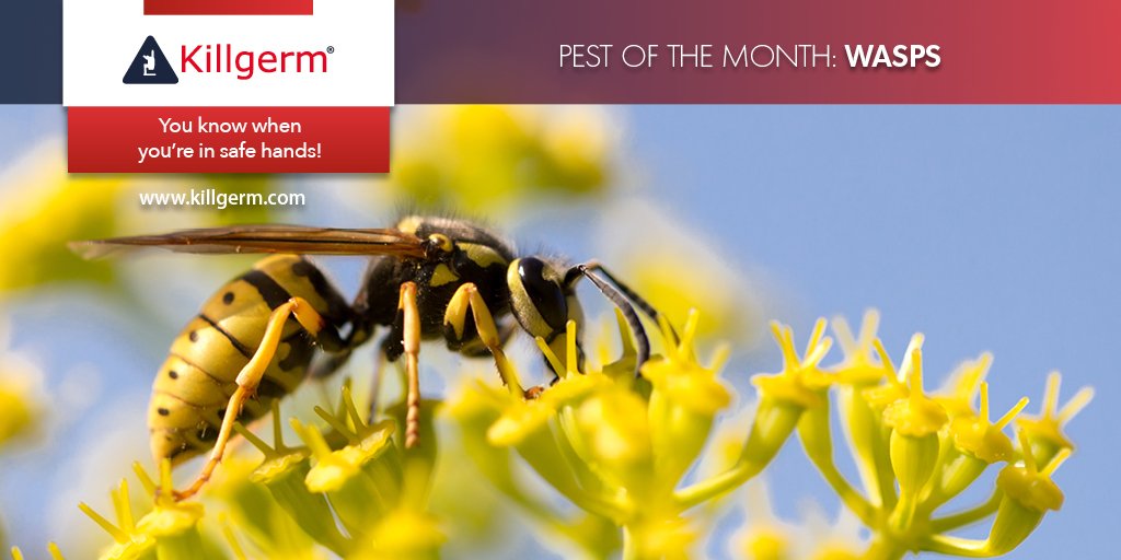 Bee Pest Control Nottingham Pest Control