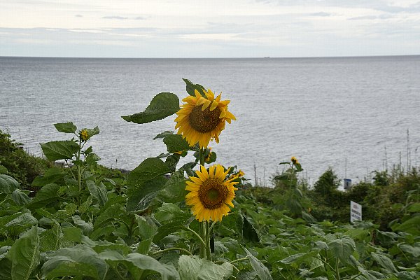 Mei 鳥取県琴浦町の鳴り石浜には ヒマワリ畑があります はるかのひまわり絆 プロジェクトによるものです 本数は00本ですが海の見える ひまわり畑は魅力です ひまわりも大型です 鳴り石浜 琴浦町 ひまわり 向日葵 鳥取県 Sunflower Mei 鳥取県琴浦町の鳴り石浜には ヒマワリ畑があります はるかのひまわり絆 プロジェクトによるものです 本数は00本ですが海の見える ひまわり畑は魅力です ひまわりも大型です 鳴り石浜 琴浦町 ひまわり 向日葵 鳥取県 Sunflower