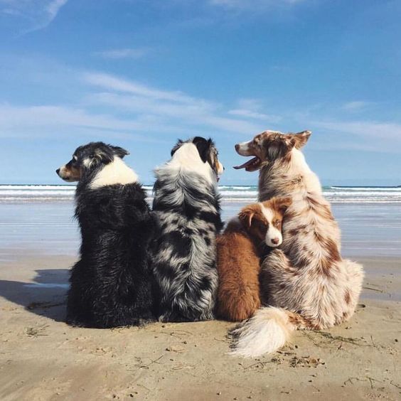 Aquí estamos pasando el día con la 🐶 familia en la playa para 🌊 refrescarnos un poco en estos días de ☀️ calor... 😎
#mascotaplanet #todoloquetumascotanecesita #playa #familia #pasandoundiaconlafamilia #perros #perrosenlaplaya #vacaciones #vacacionesenfamilia #felizlunes