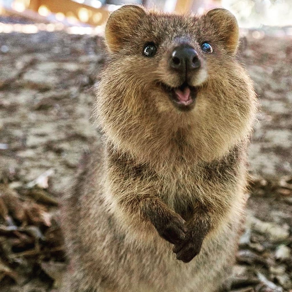 what-s-a-quokka-to-do-lee-duigon