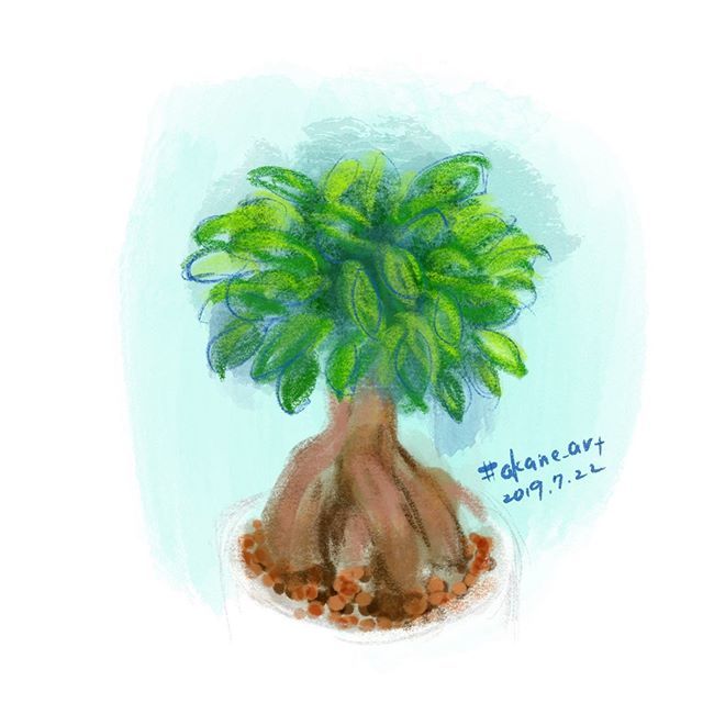 ficus microcarpa #ficusmicrocarpa #ガジュマル #ficus #foliage #plant #観葉植物 
#akane_art #イラスト #illustration #20190722 #drawing #art #painting #procreate #一日一絵 #onesktchaday #onedrawingaday #365drawings ift.tt/2JKrGHn