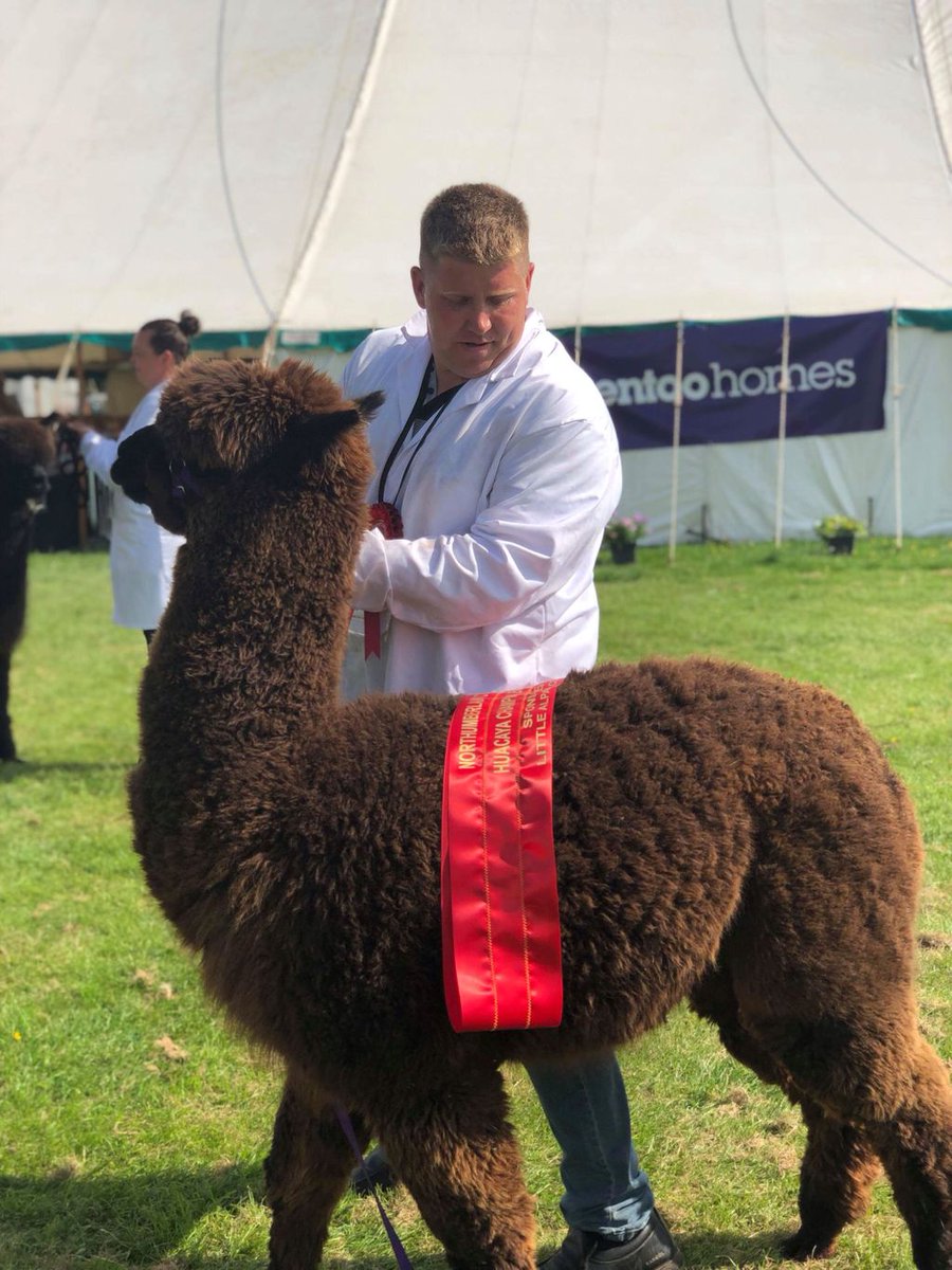 FarmersOfTheUK's tweet image. Well firstly hi from myself Teri, partner Shaun and are farm manger young Taylor we started are journey 3 years ago and kinda escalate from there from two alpacas to small herd of 19 and growing ! #newventure #DifferentGame #newwayoflife #nothumberland